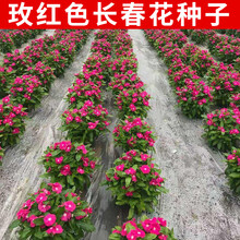易商长春花种子花卉种子耐旱耐寒易成活开花早花期长适用于花海景观美丽乡村花海布景 玫红色长春花250克