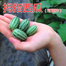 有机拇指西瓜种子 迷你小西瓜种子 可留种 好吃好看 蔬菜水果种子 拇指西瓜种子1000粒装