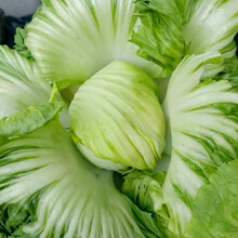 寿禾 大叶芥菜种子水东包心疙瘩青菜菜籽蔬菜秋季播种种籽 大叶大肉包心芥菜种子 100g