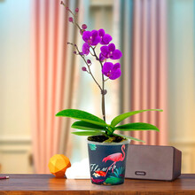【快递】花伴水蝴蝶兰花苗盆栽带花苞室内客厅阳台花卉植物四季好养开花绿植兰花 蝴蝶兰满天红火烈鸟