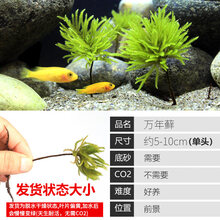 大九叶皇冠草真水草鱼缸装饰活体懒人水草淡水有茎类中后景阴性草 万年藓草