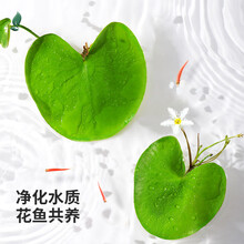 鱼缸造景水草活体浮萍一叶莲浮萍 浮性水草 水生植物 心形一叶莲龙骨瓣鱼缸造景装饰 一叶莲(3cm左右)浮萍水草
