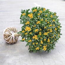 卉行天下四季桂花树苗盆栽庭院金桂浓香型天香台阁盆景植物室内外地栽花卉 嫁接7年苗2.8厘米粗(开花爆满)备注品种 不含盆