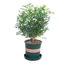 九里香花苗庭院阳台盆栽地栽室内外浓香型花卉绿植四季常绿七里香花苗独杆九里香南北方种植当年开花盆栽 6年九里香 带土球发货