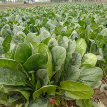 寿禾 大叶/小叶菠菜种子波菜种红根蔬莱耐寒蔬菜肉厚菜种子高产四季播盆栽寿光春冬季播种种孑菜籽 红根大叶菠菜种子 1000g（500gx2包）