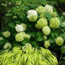大花绣球花花苗绣球盆栽苗无尽夏八仙花室内阳台庭院植物 绿宝石 不含盆