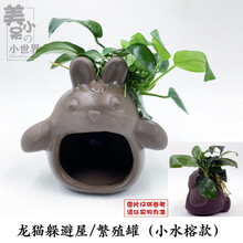 虾洞莫斯虾窝水族孵化罐小鱼躲避洞水晶虾躲避屋散莫斯造景水草泥 龙猫(小水榕款)