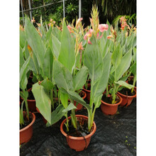 元井汇水生花卉美人蕉挺水植物鱼塘池塘植物花卉水池造景湿地绿 水生花卉美人蕉高约1米粉色花 带盆栽好