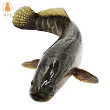 猫扑鱼 微山湖黑鱼 新鲜鲜活乌鱼 月子炖汤术后滋补淡水鱼 黑鱼四斤一条（活鱼现杀）