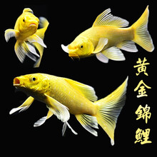 韩锦锦鲤红白三色黄金白金乌金锦鲤观赏鱼金鱼锦鲤鱼活体昭和宠物鱼招财鱼国粹淡水耐养冷水包活好养的风水鱼 10-12厘米黄金锦鲤1条