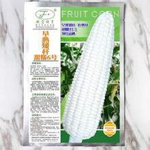 晓富白甜糯玉米种籽甜加糯高产四季蔬菜 白早熟矮杆甜糯6号 100g 早熟生育期短