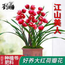 刘阁兰花苗 新品荷瓣大花江山美人 冬带花苞出售好养花卉入门优选 江山美人2苗连体