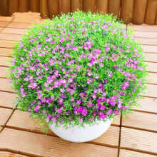 四季易活【满天星种子】开花不断室内阳台盆栽净化空气观赏花卉籽花种子 农民老史 混色满天星种子一斤