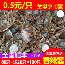 【活蟹】必有重蟹大闸蟹现货固城湖鲜活一元蟹小螃蟹生鲜活鲜海鲜稻田蟹红膏蟹全母螃蟹蟹黄可做秃黄油 一元蟹公80只+送20只抵损耗