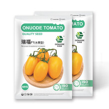 中科茂华蔬菜种子瑞福樱桃番茄种子黄圣女果小西红柿种籽黄色酸甜可口一串多果阳台盆栽50粒