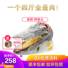 愚港新鲜鳄头肉4斤 网红生鲜水产 鳄鱼鲜活美食 新鲜速冻发货 新鲜鳄鱼头肉 2斤-2.5斤