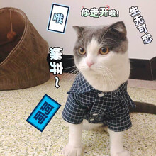 猫咪衬衫布偶猫小猫猫幼猫加菲猫英短春夏装衬衣宠物薄款衣服 深蓝色 格子衬衣 xs(1-3斤)