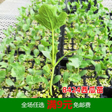 早佳8424高产西瓜种子种籽苗早熟麒麟南方四季盆栽秧孑种植嫁接 8424西瓜苗 10棵 健壮易成活