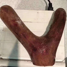 东北吉林梅花鹿整枝泡酒鲜鹿茸整只鹿场直供鹿茸鲜鹿茸下单 280克茸头连刀切