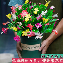 嫁接蟹爪兰苗新品种带花苞盆栽植物四季开花多色花卉螃蟹抓莲 混色12颗蟹爪兰 不含盆