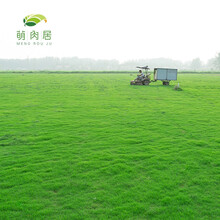 萌肉居 草坪种子草坪牧草种子球场别墅庭院护坡耐寒旱耐践踏不修剪园林绿化工程草种子/高羊茅5kg