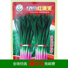 紫根韭菜种子四季种籽根红根宽叶根苗蔬菜苗籽种菲菜孑韮菜籽九菜 寿光红满天韭菜种子 20g/袋 精品独根红