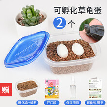 宠尚天 可孵化乌龟蛋草龟蛋巴西龟蛋小乌龟活体宠物龟受精蛋活物 可孵化草龟蛋2个