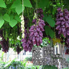 多花紫藤树苗 紫藤苗盆栽紫藤花苗攀援花卉紫藤盆栽爬藤植物凌霄 蓝月藤4年苗 不含盆