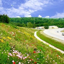 畷园 护坡草种子耐寒草籽固土灌木狗尾巴草耐旱易活河道工地绿化草坪种子四季常青边坡野草高羊茅草皮种子 护坡草+野花/斤(美丽风景线)