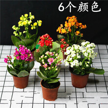 现货 云仓发货 长寿花盆栽花卉 室内桌面观花植物 重瓣长寿花绿植四季开花植物 6盆长寿花(随机颜色) 带盆栽好