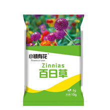 小镇有花 花卉种子 百日草种子 四季易种室外庭院阳台花海景观百日菊种籽 开花不断步步高花卉种子 混色 百日草种子 中杆 10克约500粒  厂商封装