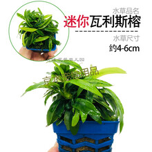 懒人速成造景淡水植物活体真水草爬地矮珍珠趴大鱼缸阴性套餐前景 迷你瓦利斯榕