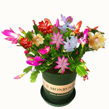 畅微长寿花盆栽虎刺梅蟹爪兰四季年宵花卉室内绿植开花盆栽重瓣净化空气好养活植物花苗铁海棠 蟹爪兰多色+加仑盆