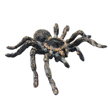 儿童仿真昆虫模型动物玩具蜜蜂独仙角蝴蝶草蜢螳螂七星瓢虫礼物 白漆头蜘蛛