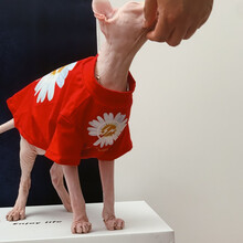 定制无毛猫衣服德文斯芬克斯衣服纯棉卫衣潮牌薄款 红色T s