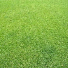 千惠美 草坪种子（一斤）马尼拉草四季青耐践踏庭院绿化草种子 护坡草籽耐旱狗牙根小区绿化护坡施工包衣 果岭草草坪种子 半斤无需修剪