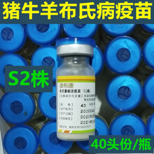 坤昱兽药 澳龙 布病疫苗 猪牛羊鹿布氏杆菌疫苗 布氏菌病活疫苗s2株 兽用布病疫苗 40头份/瓶 20瓶一盒