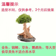 莫斯树水草无土四季淡水增氧水族箱懒人沉木鱼缸活体淡水植物水草 10厘米单头绑好莫斯发货
