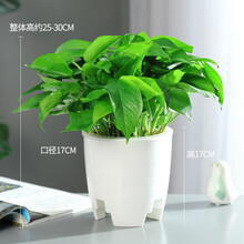 水培植物玻璃绿萝盆栽室内办公室花卉绿箩长藤垂吊净化空气水养四季水生加厚玻璃瓶水培 大绿萝360绿萝 水培绿萝/白色三脚自吸盆 含盆