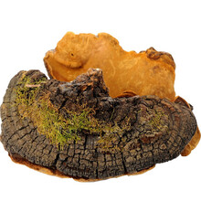 尧虎桑黄整枝可搭配桑树桑黄灵芝整枝可搭配西藏桑黄粉 茶（打粉留言）与同仁堂枸杞 桑黄500g