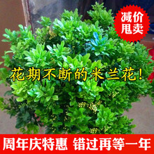玖枝苑 米兰盆栽花苗 夏季驱蚊子芳香植物盆栽 四季常青花卉室内客厅绿植 四年苗 花苞多