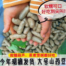 精品山药豆 小白嘴山药豆 淮山药豆 农家精选山药豆【新货上市】 5斤混发