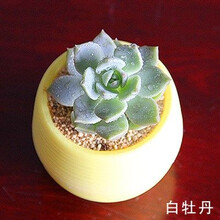 多肉植物组合花卉绿植盆栽室内办公室花苗 多肉 肉植物小苗 白牡丹+石碗塑料盆 含盆