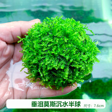 鱼缸懒人莫斯水草造景沉木大三角美凤尾垂泪沉水莫丝悬浮半球阴性 垂泪莫斯半球-大号 买3个发4个