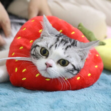 可调节伊丽莎白项圈 猫咪狗狗吐司面包项圈牛油果草莓柠檬小型犬宠物防舔圈绝育猫脖圈防抓咬 草莓(可调节)