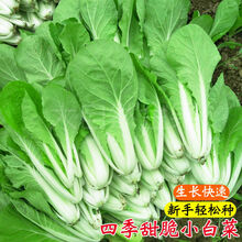 颜集卉白帮小白菜种子四季播青菜种籽快菜籽农家庭院阳台盆栽蔬菜种孑籽 奶油小白菜种子原装【5包】