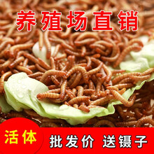 kerry面包虫活体 黄粉虫活虫 大麦虫活体 幼虫 乌龟 仓鼠饲料 画眉 鹦鹉 鱼饵料 1斤2cm幼虫+1斤麦麸+镊子