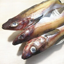 延边明太鱼新鲜冷冻 狭鳕鱼船冻单条半斤左右4斤装