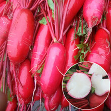 胭脂红皮萝卜种子农家水果红皮红心菜种籽四季播蔬菜种孑 满身红萝卜15克装(红皮白肉)