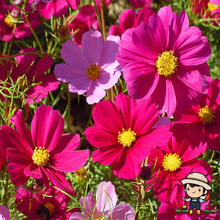 小镇有花 草花种子 花卉种子波斯菊种子 格桑花种子四季易播种 花海长期绿化美丽乡村绿化 波斯菊种子 混色 矮杆  250克 厂商封装